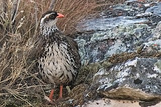 <span class="mw-page-title-main">Swierstra's spurfowl</span> Species of bird