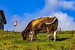 Vignette pour Production et consommation animale en Suisse