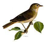 Маленькая птичка, сидящая на ветке дерева с ограничениями. Низ птицы светлый, спина и крылья темно-коричневые. Клюв темно-коричневый. 