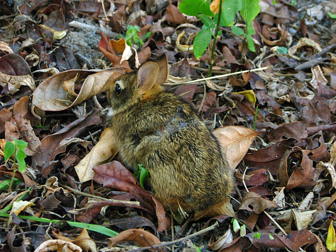 Sylvilagus brasiliensis