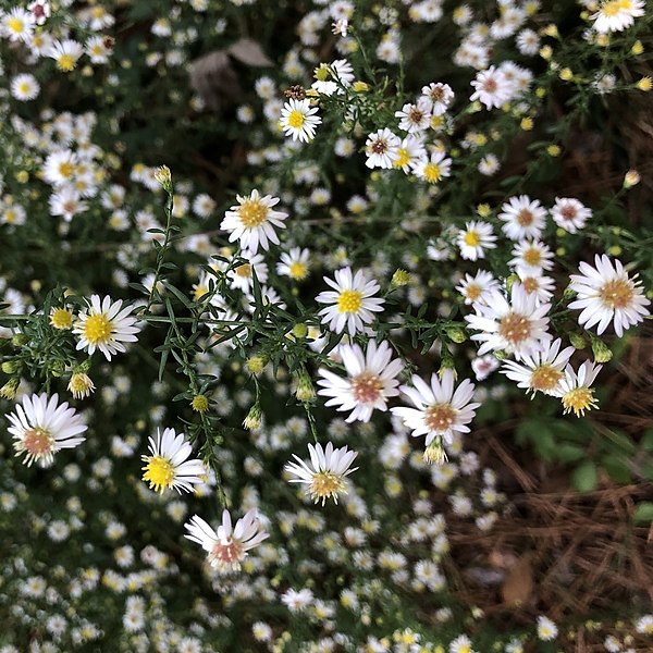 File:Symphyotrichum racemosum 121936367.jpg