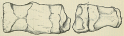 Sacral vertebra of A. macrocercus as seen from two different angles Syngonosaurus fossils.png