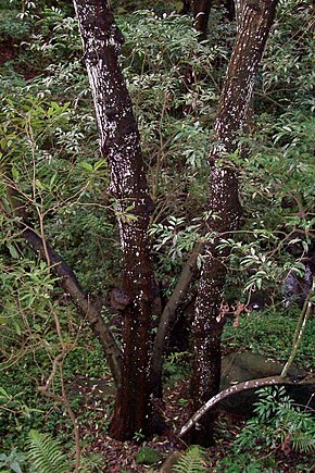 Descripción de la imagen de Synoum - árbol grande Chatswood west.jpg.