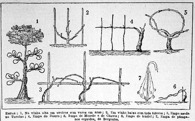 File:Taille vignes hautes.jpg