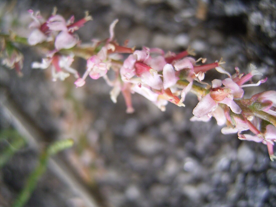 Tamarix gallica