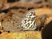 Tarucus ananda de Nicéville, 1883 - Dark Pierrot в светилището за диви животни Aralam (7) .jpg