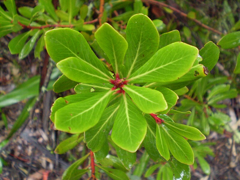 File:Tasmannia xerophila subsp. robusta (Winteraceae), Goonmirk Rocks, Errinundra NP (2520675872).jpg