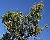 Taxus cuspidata with fruits.JPG