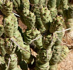 Ledopuntia (T. articulata)