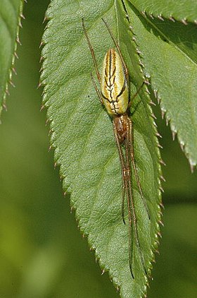 Tetragnatha