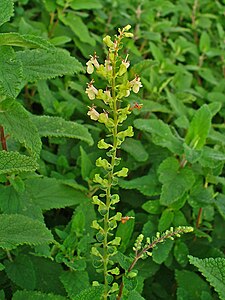 Teucrium_scorodonia Inflorescence