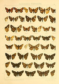 <i>Eogenes alcides</i> Species of butterfly