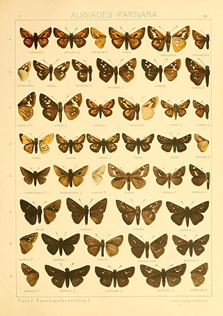 <i>Eogenes alcides</i> Species of butterfly