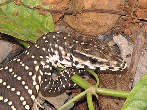 The Monitor Lizard (Juvenile) Varanus bengalensis.JPG