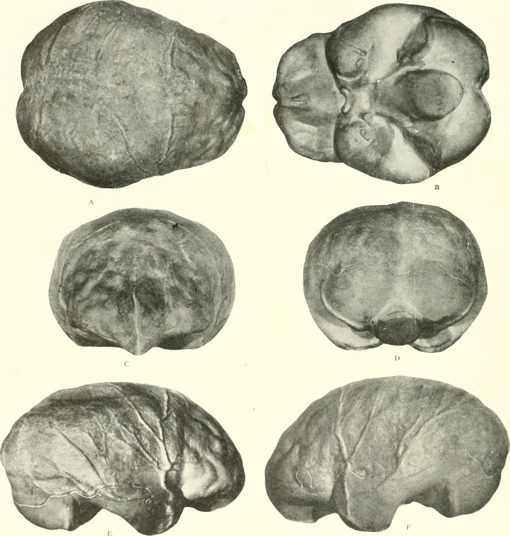 The brain from ape to man; a contribution to the study of the evolution and development of the human brain (1928) (19785429244).jpg