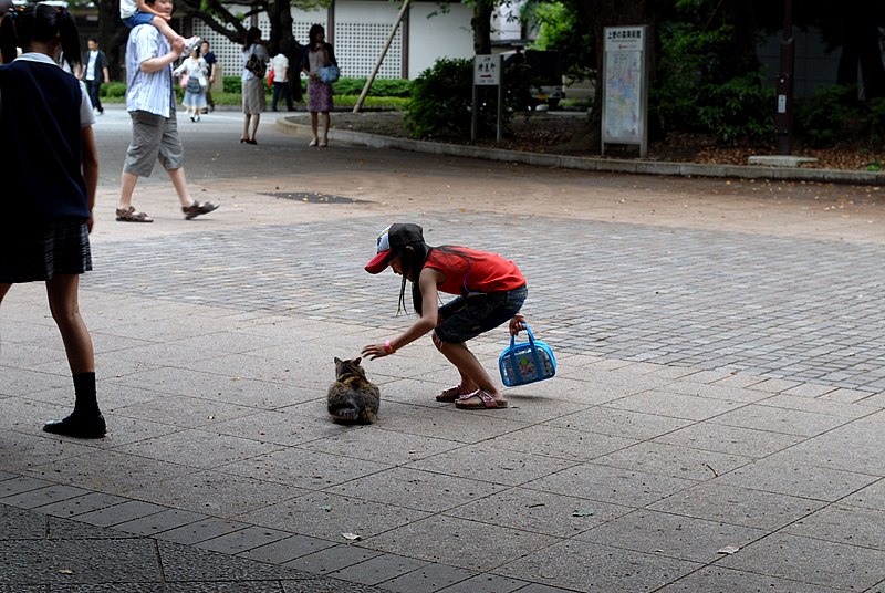 File:The life of a park cat, 1-4 (4145565582).jpg