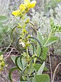 Thermopsis rhombifolia (4018713084).jpg