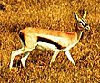 Thompson's Gazelle.jpeg