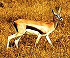 140px-Thompson%27s_Gazelle.jpeg