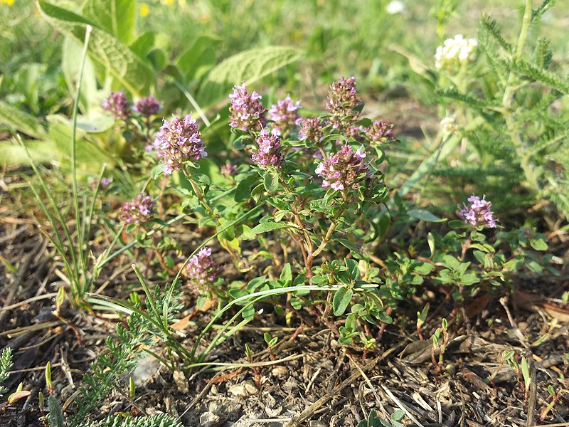 File:Thymus pulegioides subsp. pulegioides sl23.jpg