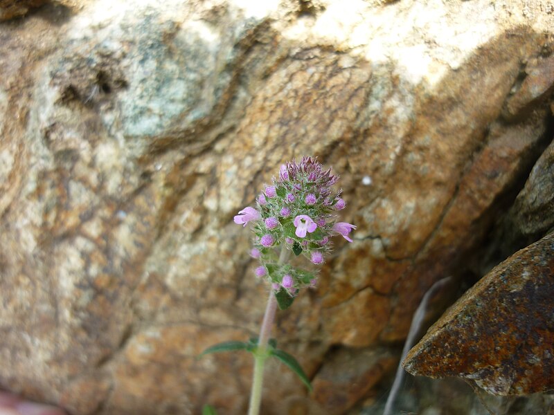 File:Thymus sibthorpii.JPG