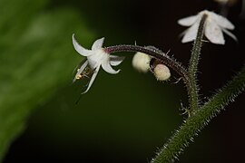 Tiarella trifoliata