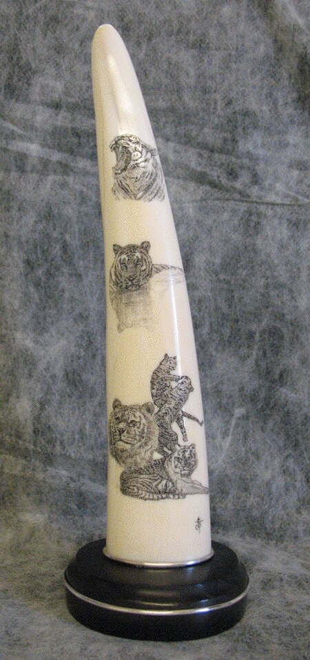 Tập_tin:Tiger_Tip_Modern_Scrimshaw.jpg