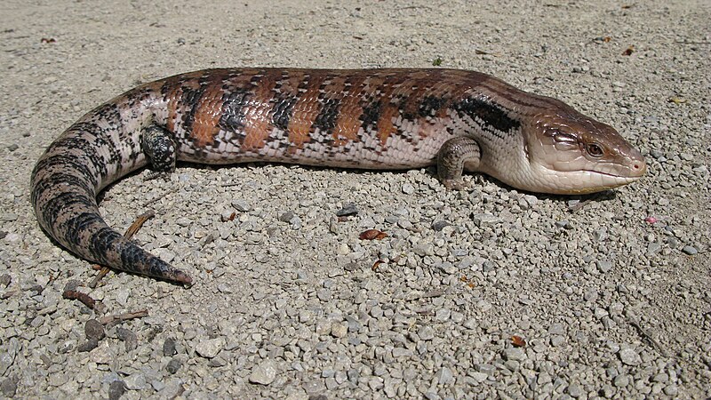 File:Tiliqua scincoides intermedia, Northern Blue-Tongued Skink (captive bred specimen).JPG