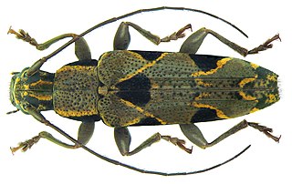<i>Tmesisternus distinctus</i> Species of beetle