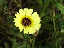 Tolpis barbata Flower Closeup DehesaBoyaldePuertollano.jpg