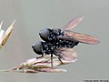 Tomosvaryella cf. minima (Becker, 1897)