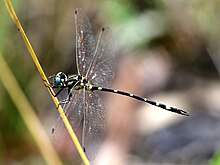 Tonyosynthemis claviculata 1728.jpg 