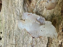 Toothed Jelly Fungus Pseudohydnum gelatinosum on wood.jpg