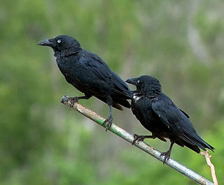 <span class="mw-page-title-main">Torresian crow</span> Species of bird