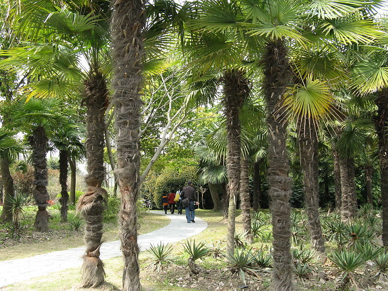 File:Trachycarpus H.Wendal..JPG