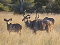 Tragelaphus strepsiceros, Okavango, Namibia