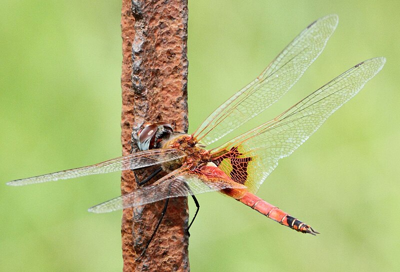 File:Tramea basilaris 002276-2.jpg