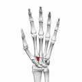 Položaj trapezoidne kosti lijeve ruke (crvena)
