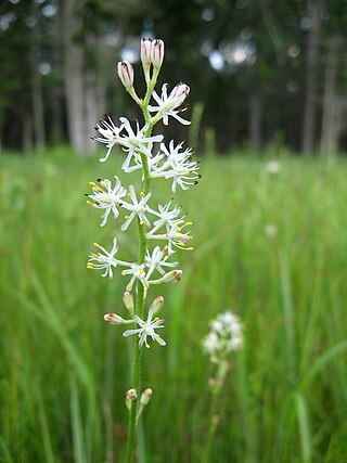 <i>Triantha racemosa</i> Species of flowering plant