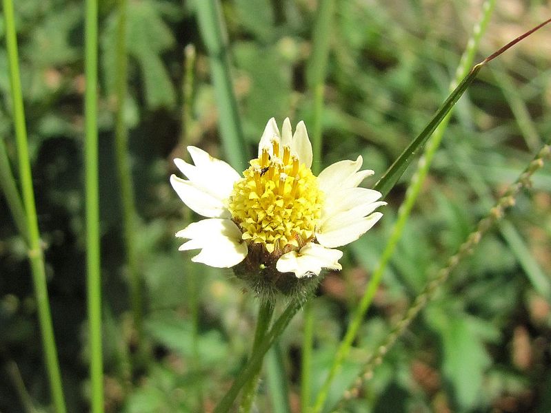 File:Tridax procumbens flower mwabungo kenya 2011.jpg