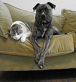 Мачка и пас