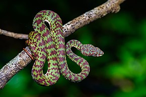 Trimeresurus venustus.jpg görüntüsünün açıklaması.