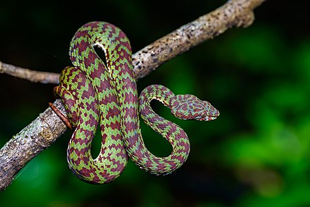 Trimeresurus venustus (Brown-spotted pit viper)