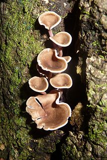 <i>Trogia</i> genus of fungi