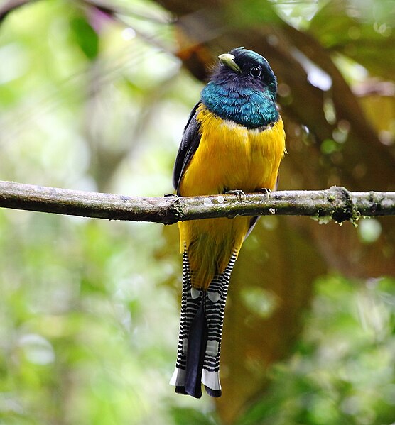 File:Trogon chrysochloros Atlantic Black-throated Trogon (male); São Luiz do Paraitinga, São Paulo, Brazil.jpg