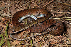 Description de l'image Tropidonophis dendrophiops (KU 330031) from mid-elevation, Mt. Cagua - ZooKeys-266-001-g094.jpg.