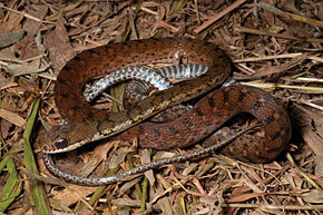 A Tropidonophis dendrophiops (KU 330031) kép közepes magasságból, Mt. Cagua - ZooKeys-266-001-g094.jpg.