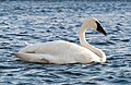 * Nomination Trumpeter swan at Sunnyside Beach, Toronto --Rhododendrites 20:24, 14 November 2023 (UTC) * Promotion Good quality -- Spurzem 21:52, 14 November 2023 (UTC)