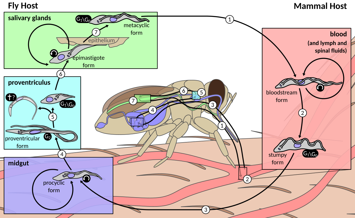 Жизненный цикл Trypanosoma brucei gambiense. Трипаносома gambiense жизненный цикл. Трипаносома brucei жизненный цикл. Африканский трипаносомоз жизненный цикл. Основной хозяин муха цеце основной хозяин человек