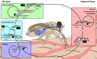 Life cycle Trypanosoma brucei Life Cycle.svg